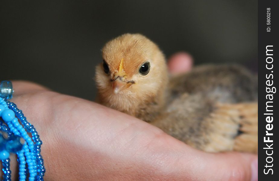 Banty chick close-up with black background. Banty chick close-up with black background