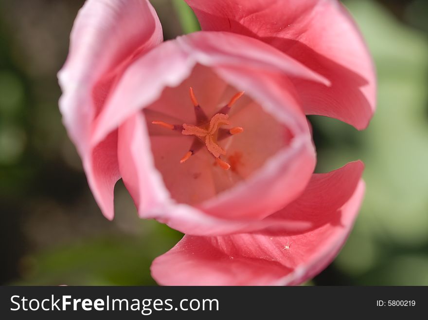 Top view of pink tulip. Top view of pink tulip