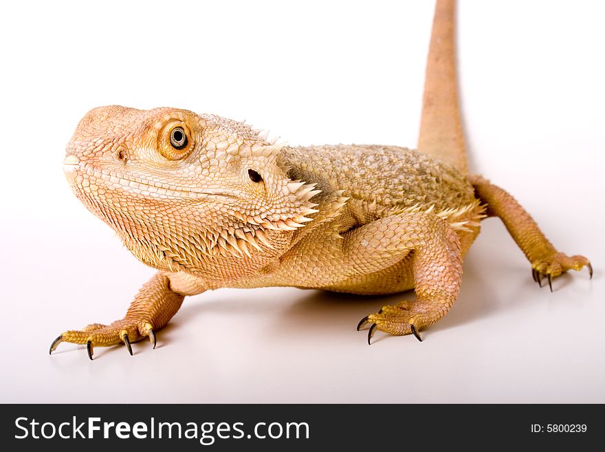 A bearded dragon isolated on white.