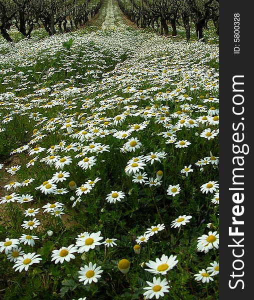 White & green, flowers the Portugal. White & green, flowers the Portugal