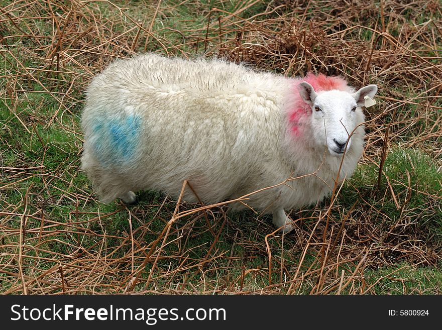 Branded and tagged cheviot sheep grazing in Ireland's mountains. Full body image of sheep in natural habitat. Branded and tagged cheviot sheep grazing in Ireland's mountains. Full body image of sheep in natural habitat.