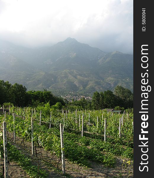 A vineyard in the mountains of the Italian Alps. A vineyard in the mountains of the Italian Alps