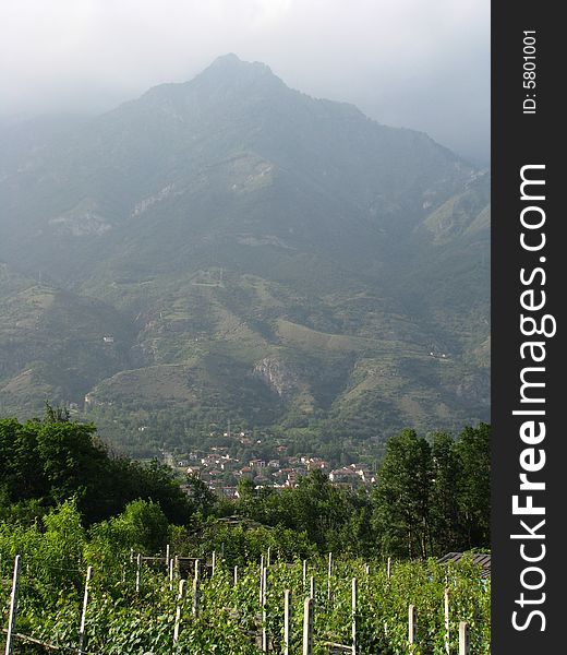 A vineyard in the mountains of the Italian Alps. A vineyard in the mountains of the Italian Alps