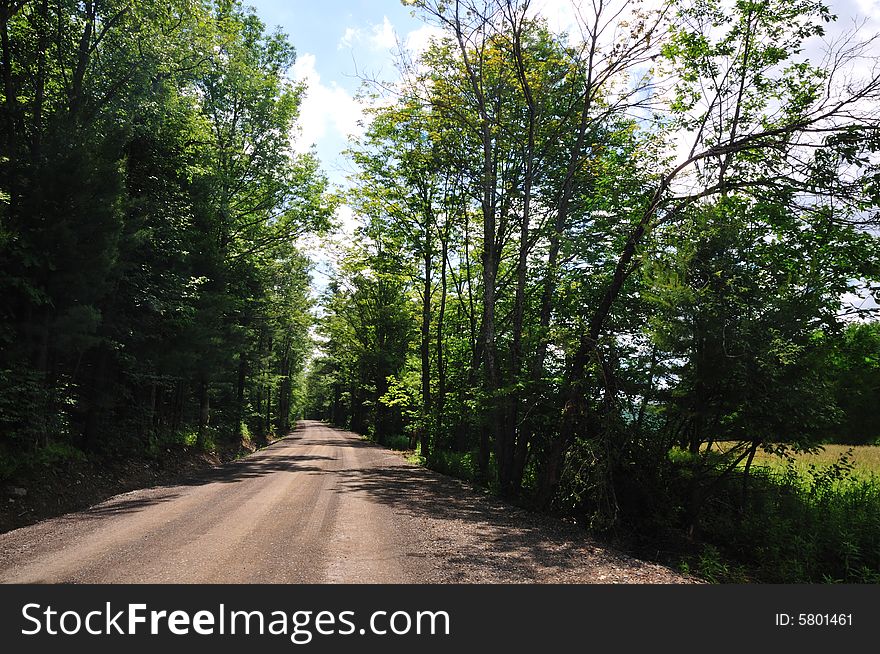 A dirt road curves off into the distance through a long avenue of tall, green trees. A dirt road curves off into the distance through a long avenue of tall, green trees.