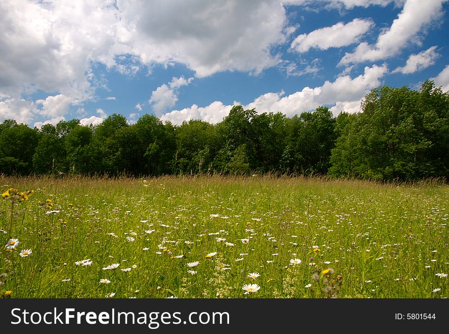 Meadow of wildflowers under a bright, cloudy blue sky, bordered with a forest of trees. Meadow of wildflowers under a bright, cloudy blue sky, bordered with a forest of trees.