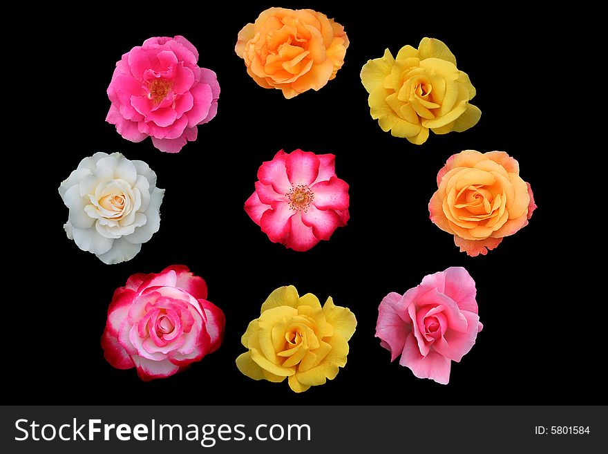 Group of different rose blossoms isolated on black. Group of different rose blossoms isolated on black