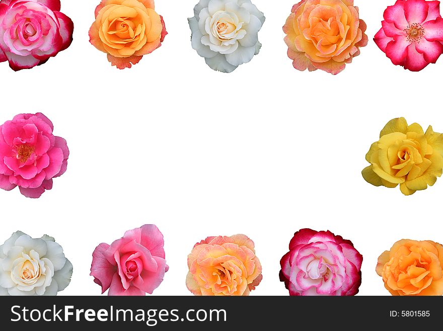 Collage Of  Beautiful Rose Blossoms