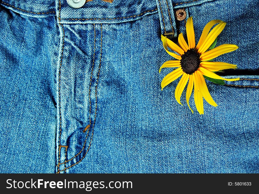 A single black-eyed susan in a jean pocket. A single black-eyed susan in a jean pocket.