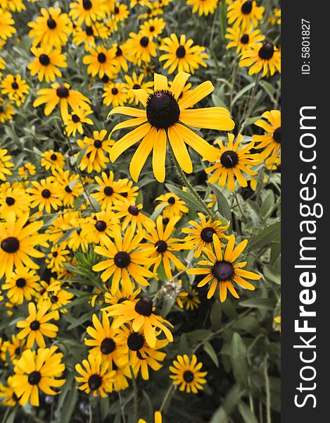 Group of Black-eyed Susans wildflowers blooming in the summer.