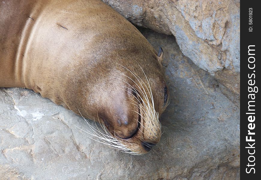 An older sea lion taking a little snooze in the sun. An older sea lion taking a little snooze in the sun