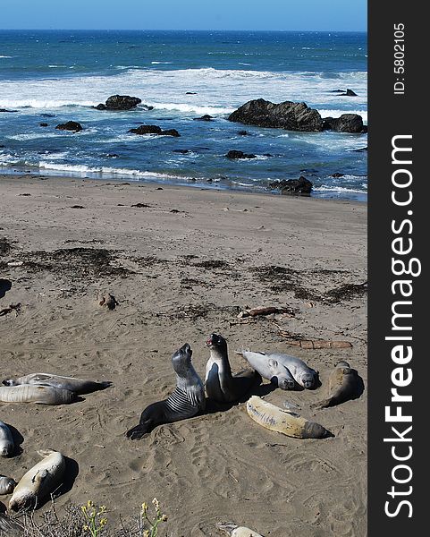 Photo of two plying wild seals on Pacific Ocean coast, California, USA