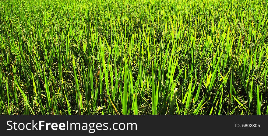 Indonesia, Java: View of a green ricefield. Indonesia, Java: View of a green ricefield