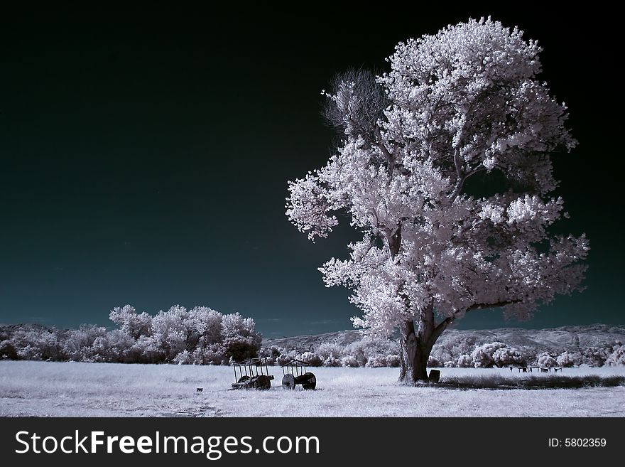 Picture of a lone infrared tree in the middle of a field. Picture of a lone infrared tree in the middle of a field.