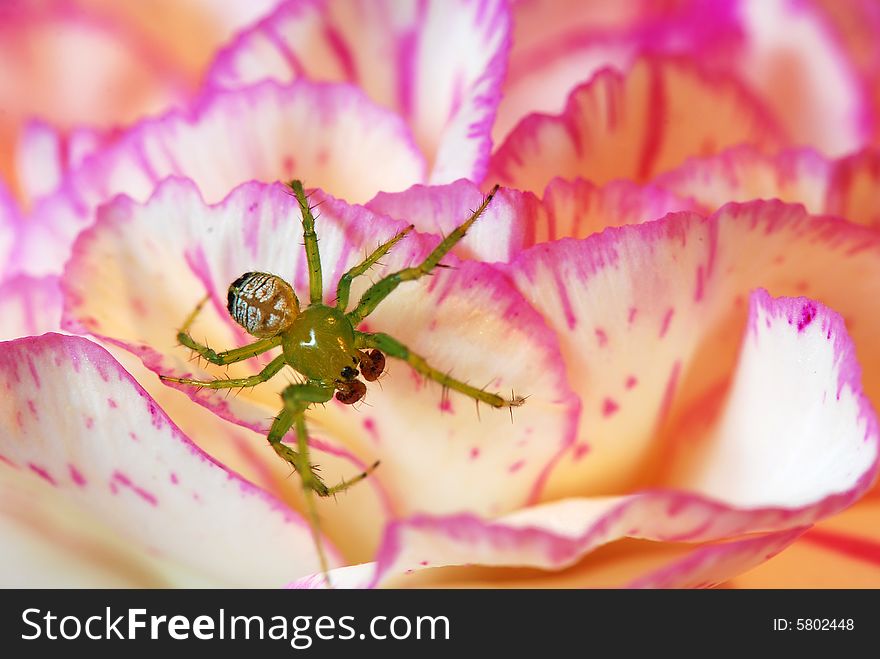 Baby spider on colourful flower. Baby spider on colourful flower