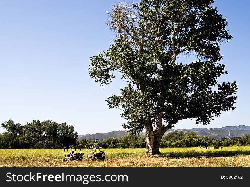 Single tree in middle of field