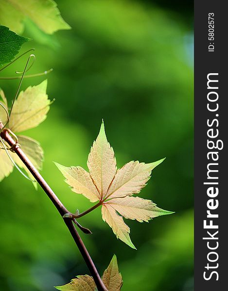 Close up of a branch of fresh ivy leaves in a garden in summer. natural green background.