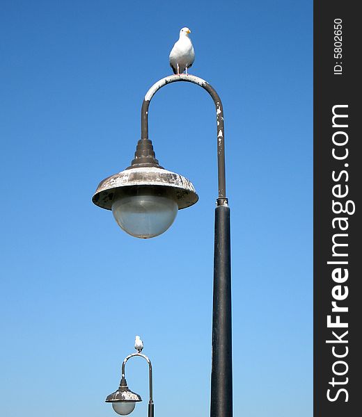 Sea gulls stay on light pole