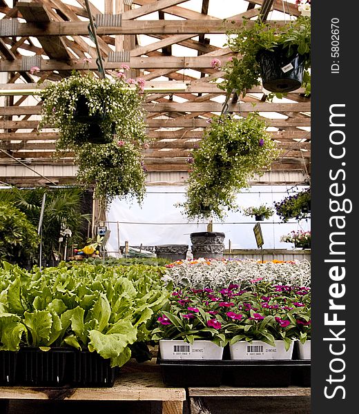 An indoor garden is filled with colorful plants on shelves and hanging from a ceiling grid. An indoor garden is filled with colorful plants on shelves and hanging from a ceiling grid.