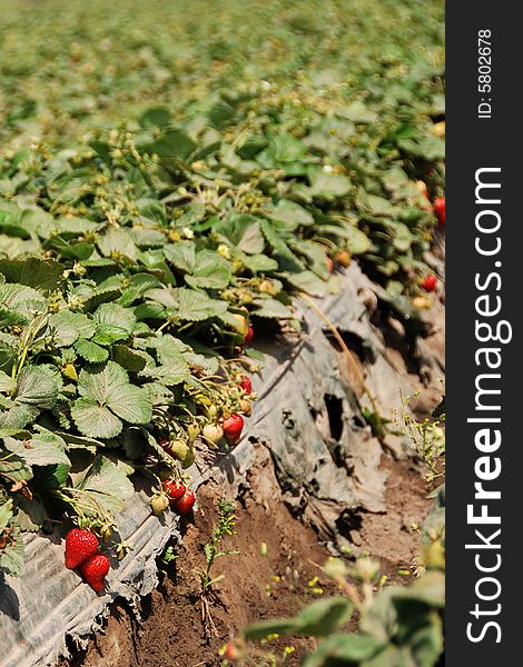 A strawberry farm with fresh berries in california