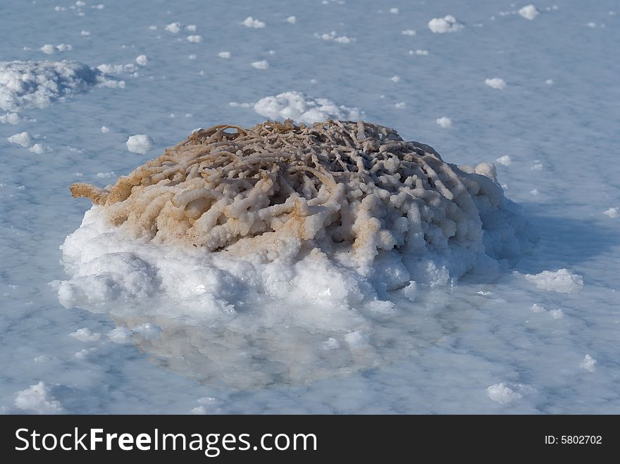 Bush inside hydrochloric crystals on the Dead Sea