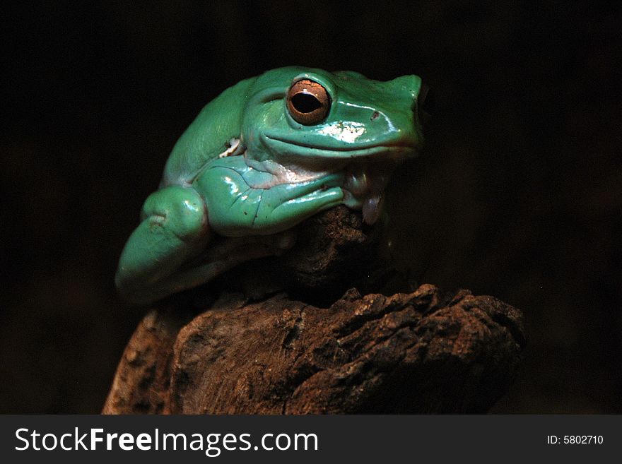 A green tree frog sitting on a tree branch