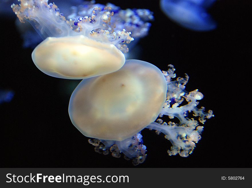 Mediterranean jellyfish at the monterey aquarium