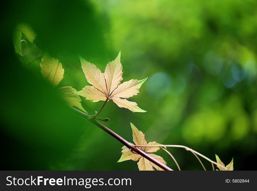 Close up of a branch of fresh ivy leaves in a garden in summer. shot against natural green background.