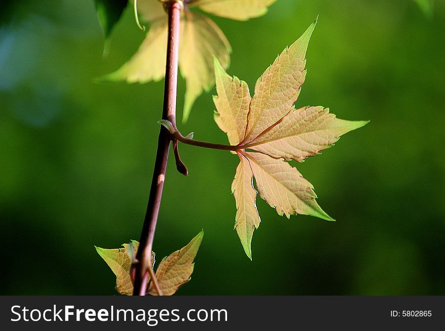 Close up of a branch of fresh ivy leaves in a garden in summer. shot against natural green background.