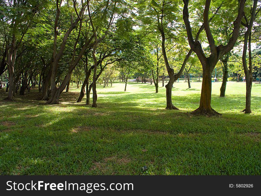 Green garden with tall trees and green grass
