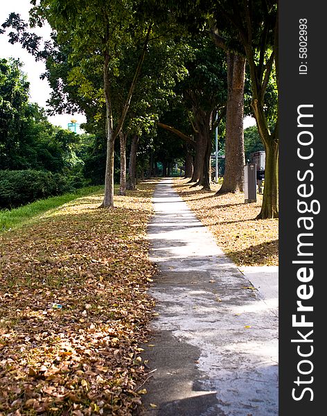Tropical avenue with great trees along both sides of the road, with fallen brown leaves.
