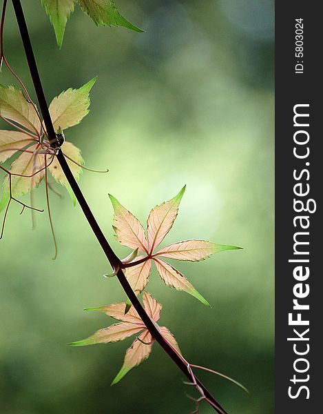 Close up of a branch of fresh ivy leaves in a garden in summer.