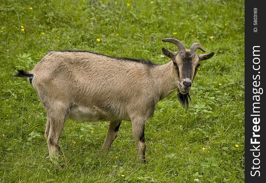 A goat grazing on the field in spring