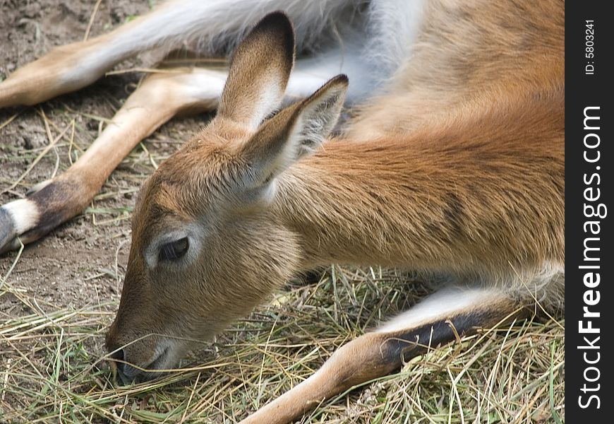 A close up of a head of an antelope