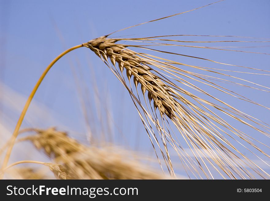 A wheat in summer day