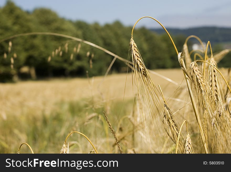 A wheat in summer day
