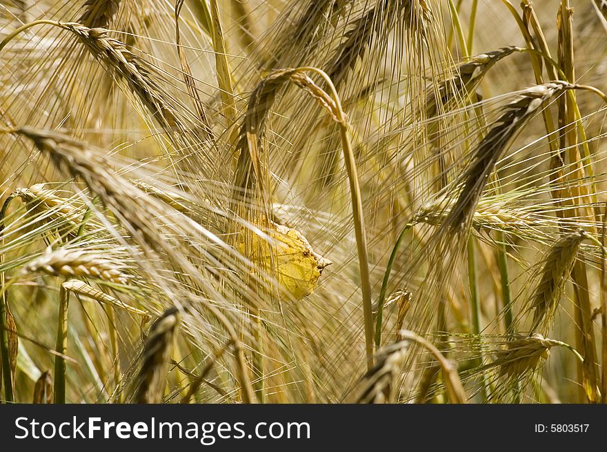 A wheat in summer day