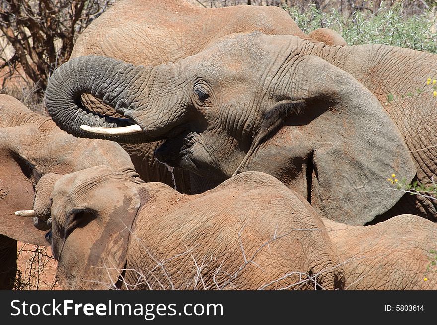 Elephants at waterhole in South Africa
