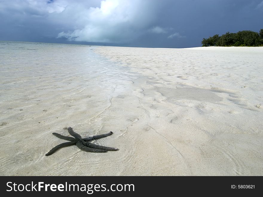 Starfish in shallow water on tropical beach. Starfish in shallow water on tropical beach
