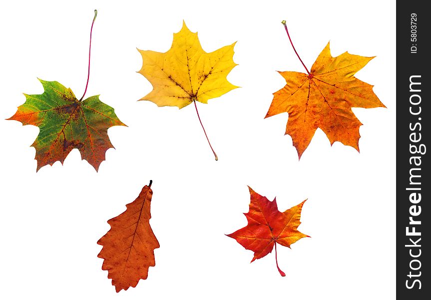 Full-size Composite Photo Of Various Autumn Leaves