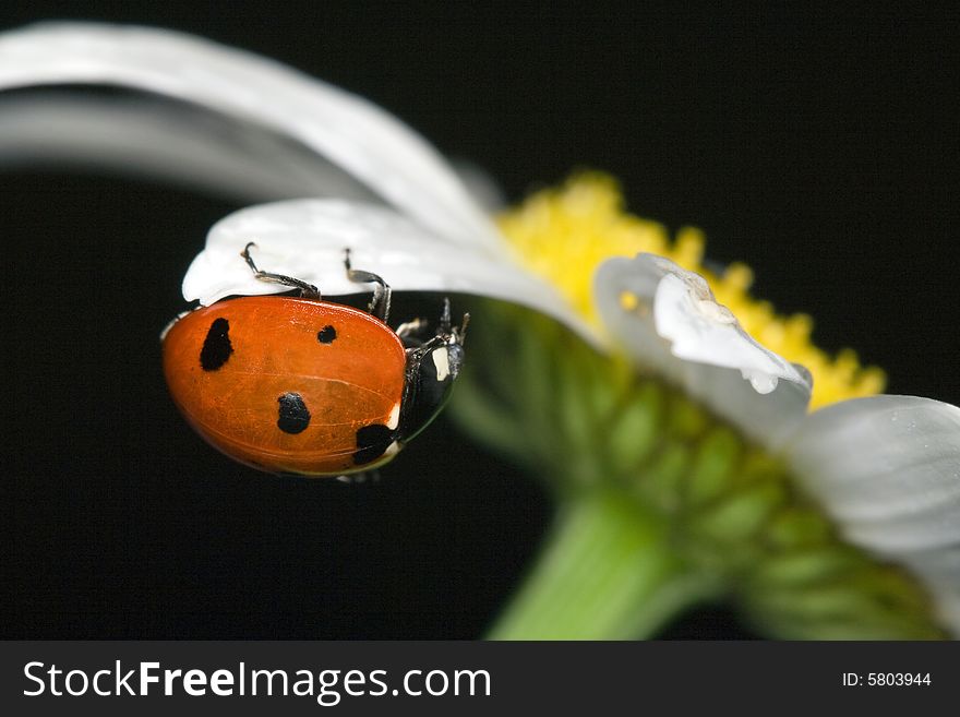 Ladybug on camomile (the bug)