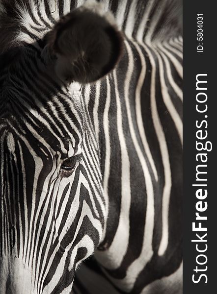 Close up of Grevy's Zebra. Close up of Grevy's Zebra