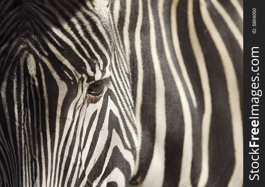 Close up of Grevy's Zebra. Close up of Grevy's Zebra