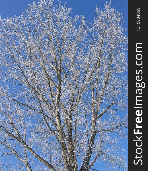 Winter tree with blue sky