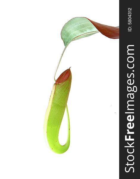 Closeup nepenthe leaf upper pitcher