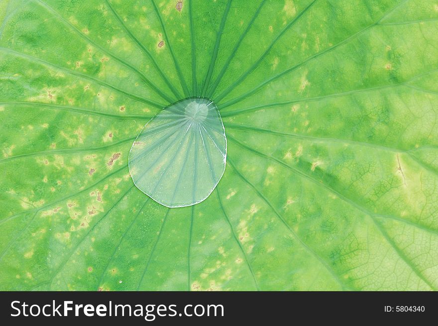 Beautiful water-drop on the lotus leaf.