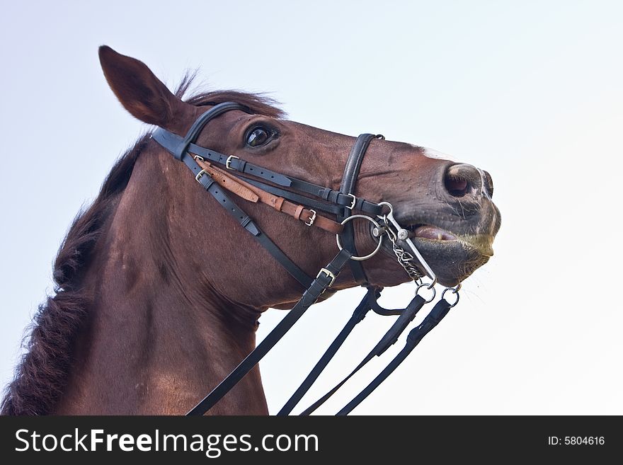 Horse head on sky background