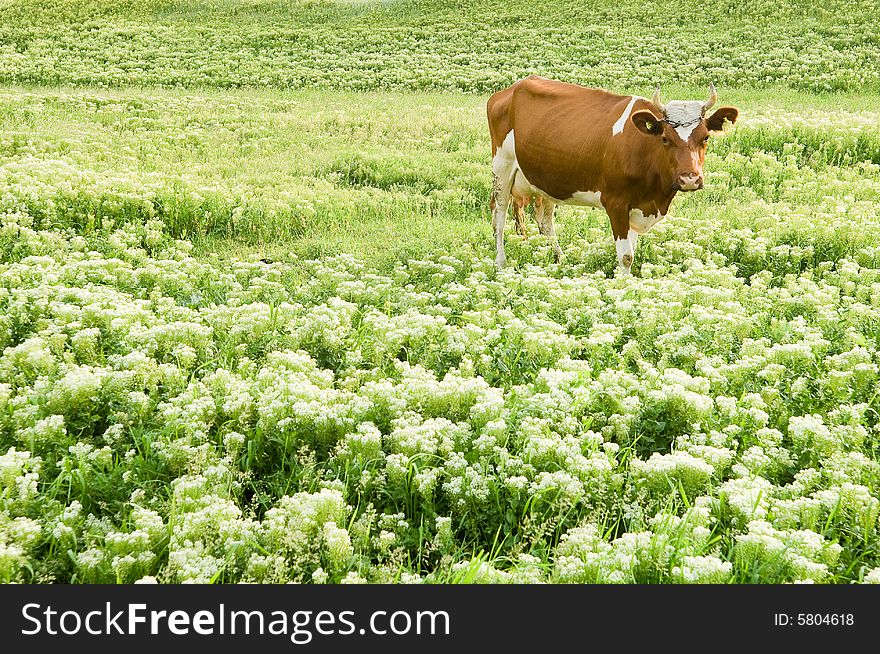 Funny brown cow in a pasture with perfect green grass. Funny brown cow in a pasture with perfect green grass