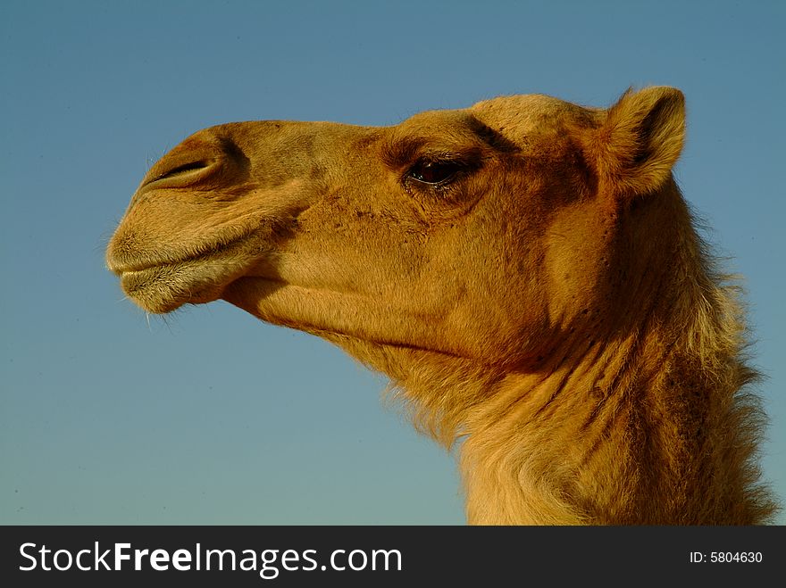Camel at Dubai's desert. Camel at Dubai's desert