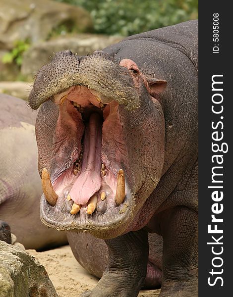 Animals: big hippo with mouth wide open. Animals: big hippo with mouth wide open