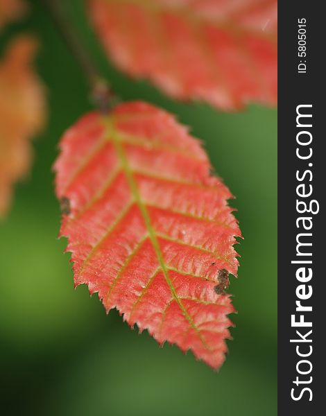 A Red Leaf With green Background